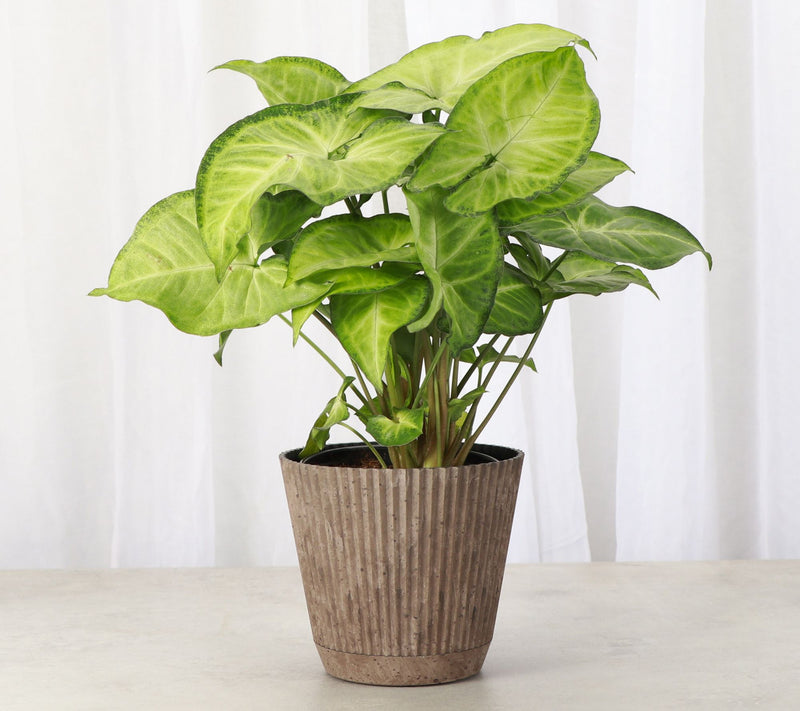 Thorsen's Greenhouse Live 4" Syngonium Plant inRuffle Pot — View 7