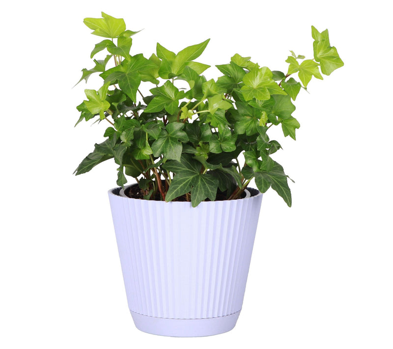 Thorsen's Greenhouse Live 4" English Ivy Plantin Ruffle Pot — View 12