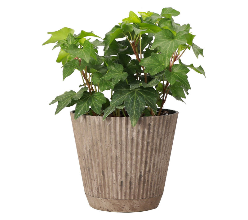 Thorsen's Greenhouse Live 4" English Ivy Plantin Ruffle Pot — View 6