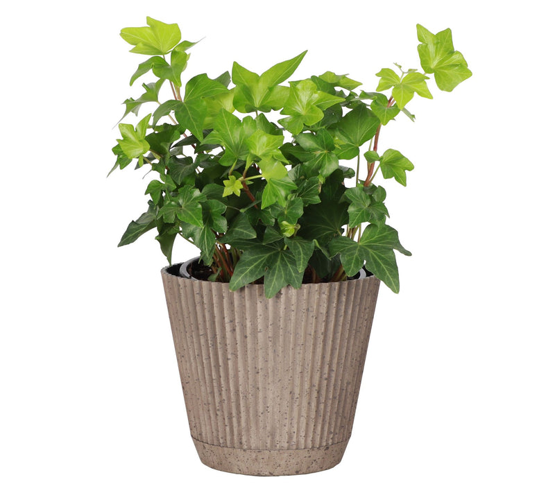 Thorsen's Greenhouse Live 4" English Ivy Plantin Ruffle Pot — View 14