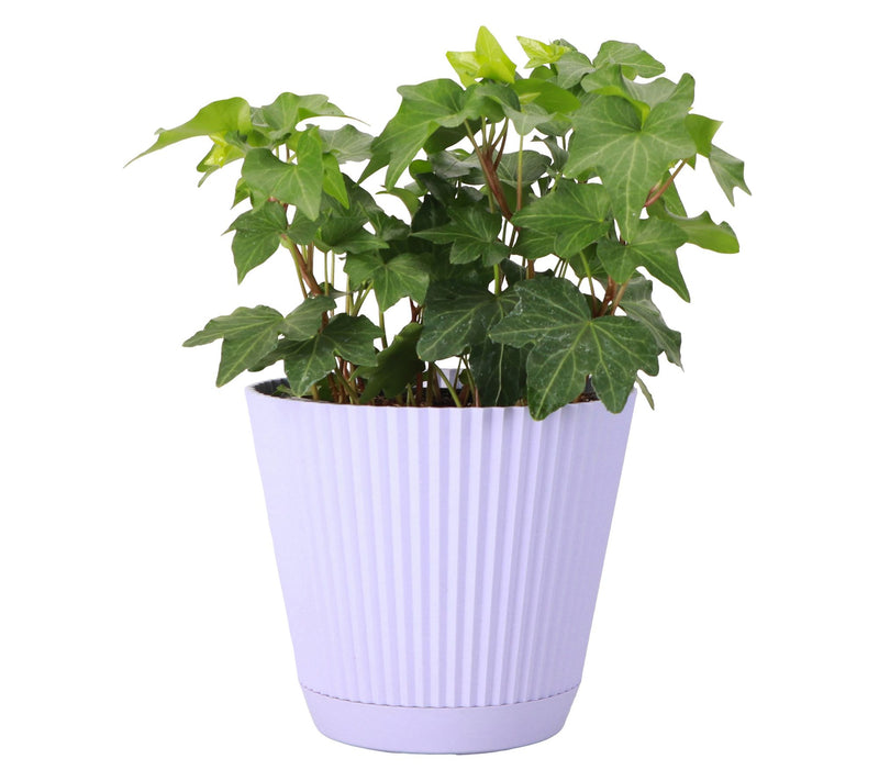 Thorsen's Greenhouse Live 4" English Ivy Plantin Ruffle Pot — View 5