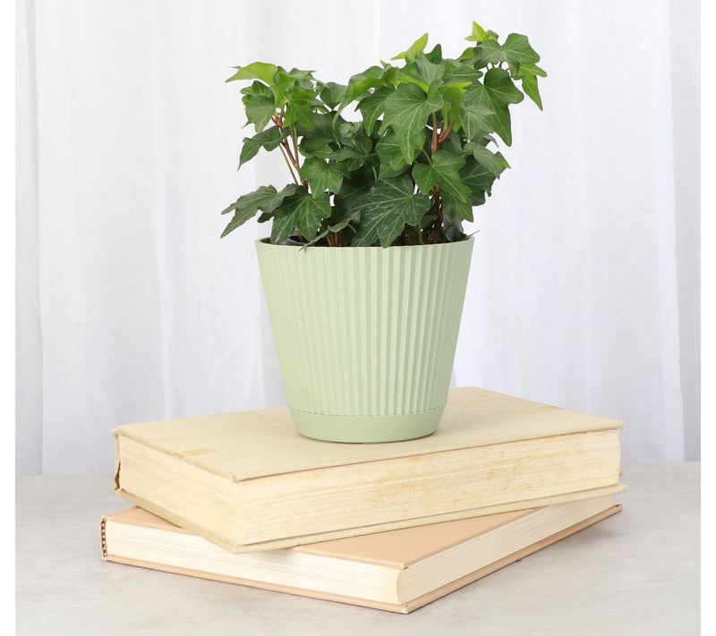 Thorsen's Greenhouse Live 4" English Ivy Plantin Ruffle Pot — View 8