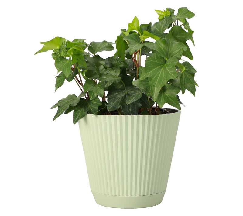 Thorsen's Greenhouse Live 4" English Ivy Plantin Ruffle Pot — View 7