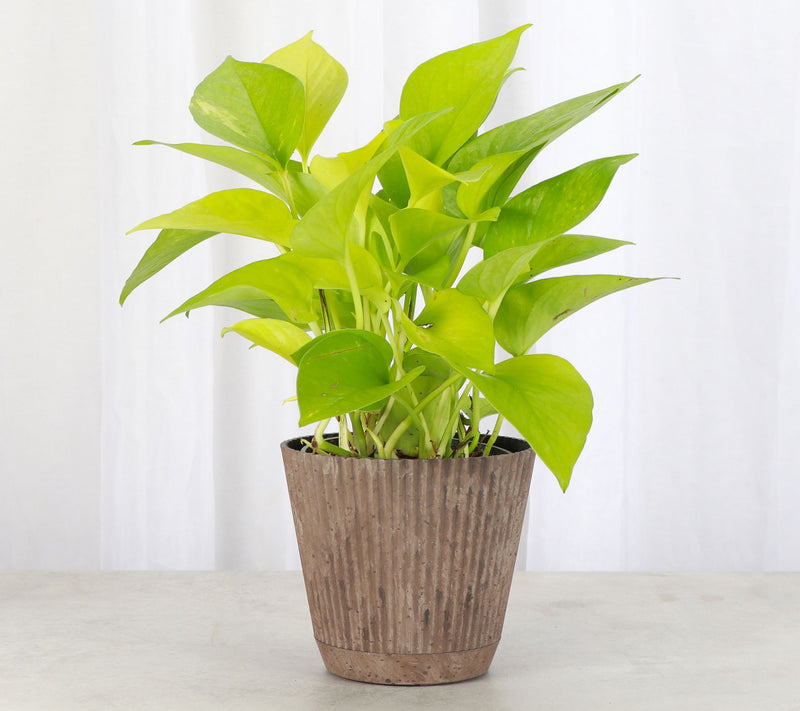 Thorsen's Greenhouse Live 4" Neon Pothos Plantin Ruffle Pot — View 8