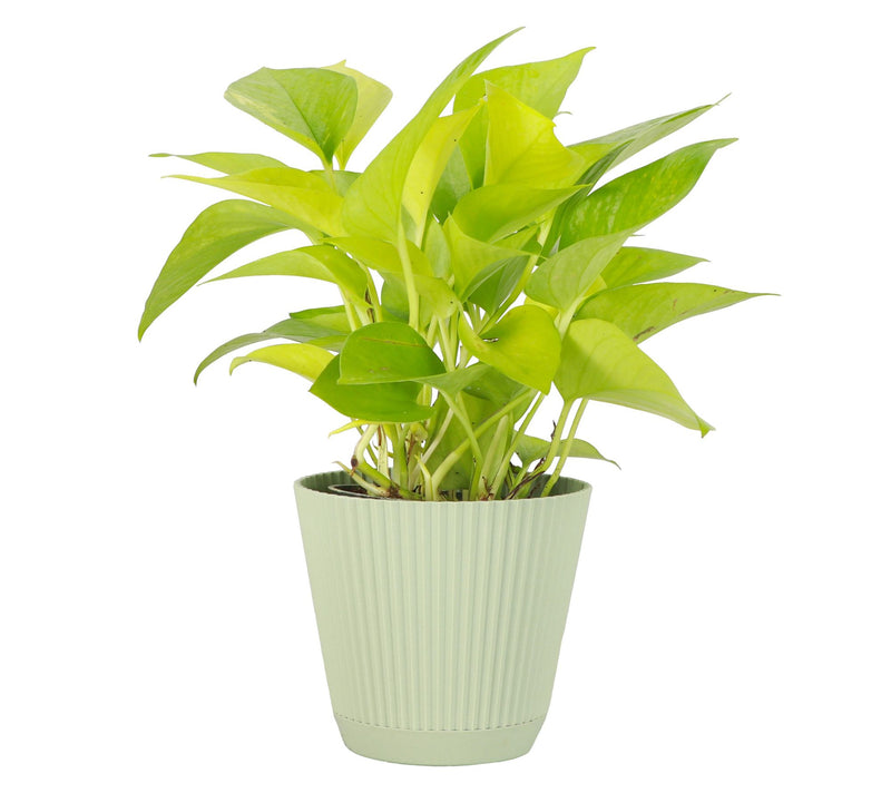 Thorsen's Greenhouse Live 4" Neon Pothos Plantin Ruffle Pot — View 13