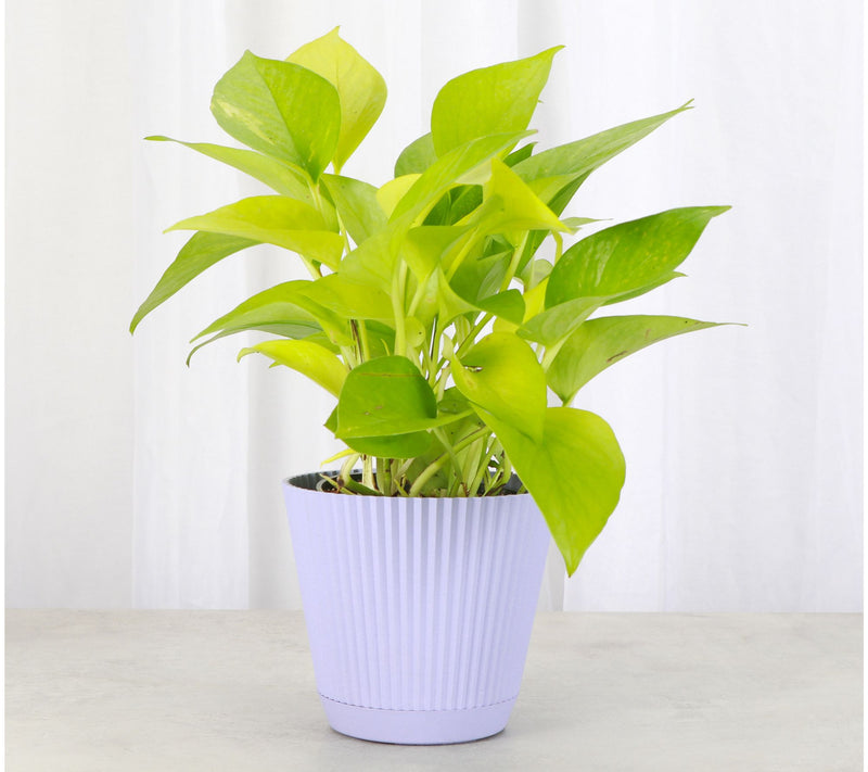 Thorsen's Greenhouse Live 4" Neon Pothos Plantin Ruffle Pot — View 7