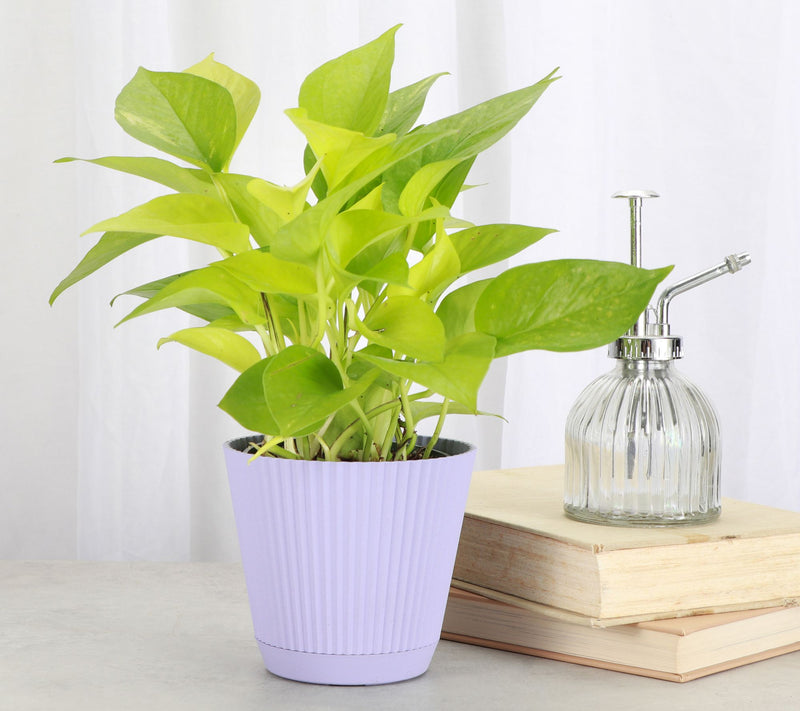Thorsen's Greenhouse Live 4" Neon Pothos Plantin Ruffle Pot — View 5