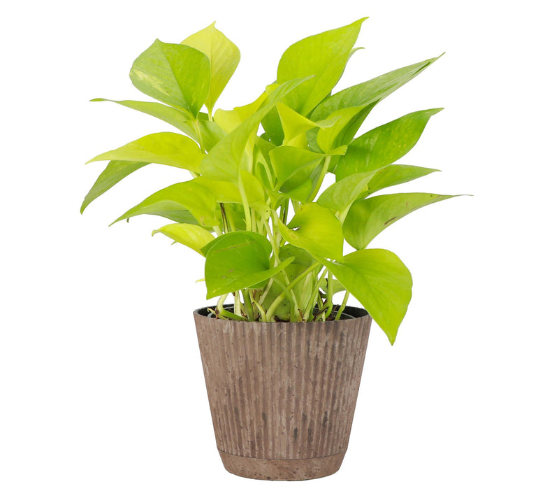 Thorsen's Greenhouse Live 4" Neon Pothos Plantin Ruffle Pot — View 2