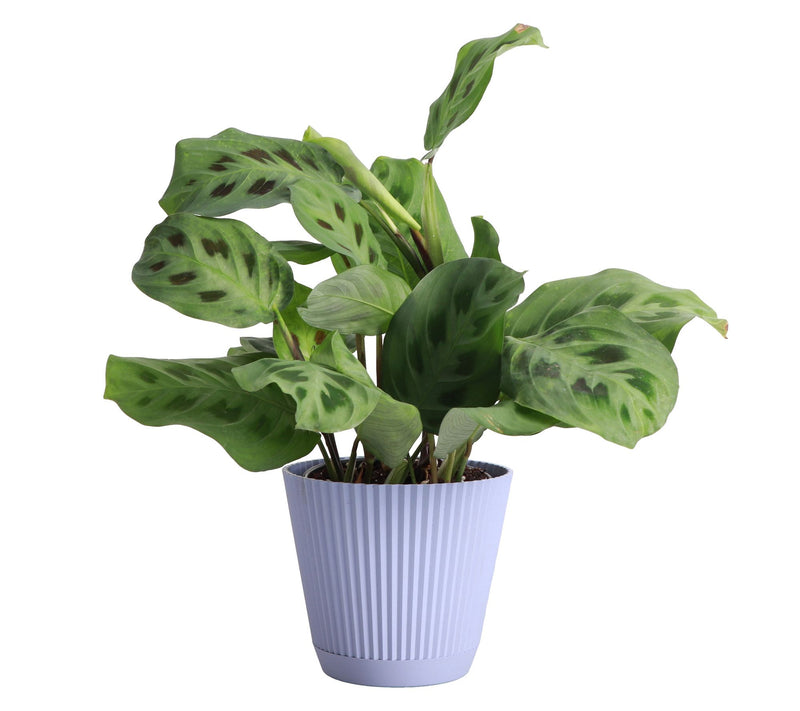 Thorsen's Greenhouse Live 4" Green Prayer Plantin Ruffle Pot — View 2