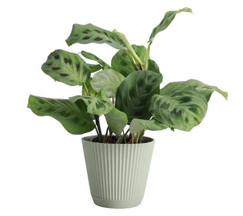 Thorsen's Greenhouse Live 4" Green Prayer Plantin Ruffle Pot — View 13