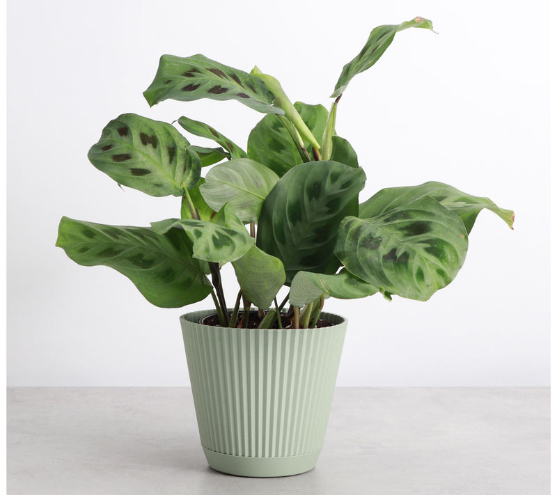 Thorsen's Greenhouse Live 4" Green Prayer Plantin Ruffle Pot — View 7