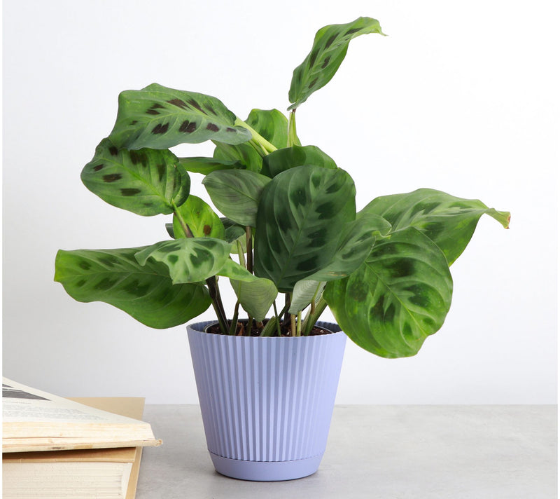 Thorsen's Greenhouse Live 4" Green Prayer Plantin Ruffle Pot — View 5