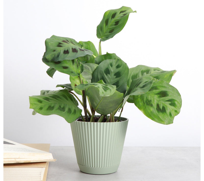 Thorsen's Greenhouse Live 4" Green Prayer Plantin Ruffle Pot — View 6