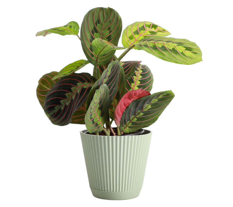 Thorsen's Greenhouse Live 4" Red Prayer Plant in Ruffle Pot — View 13