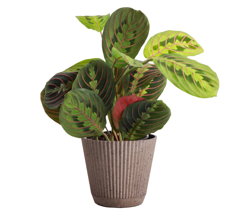 Thorsen's Greenhouse Live 4" Red Prayer Plant in Ruffle Pot — View 14