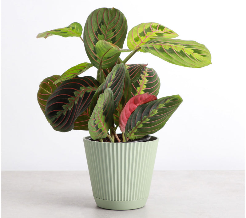 Thorsen's Greenhouse Live 4" Red Prayer Plant in Ruffle Pot — View 7