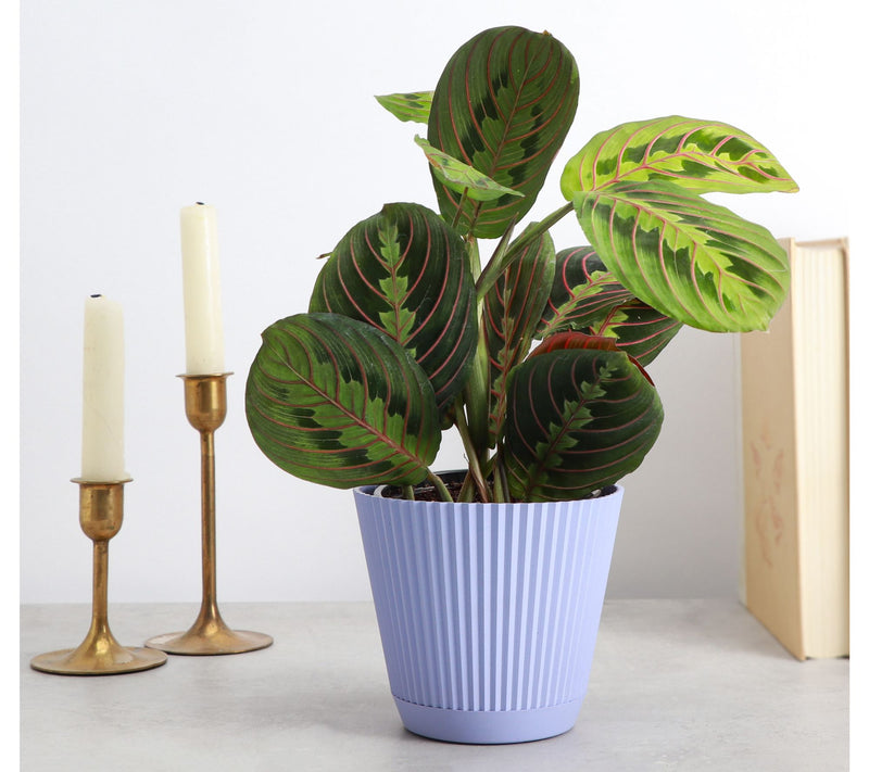 Thorsen's Greenhouse Live 4" Red Prayer Plant in Ruffle Pot — View 5