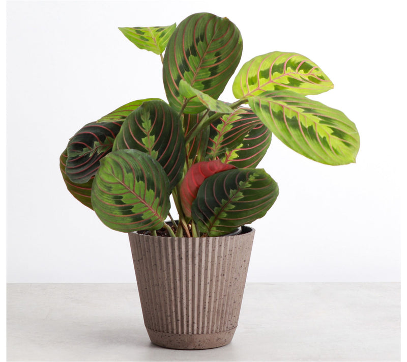 Thorsen's Greenhouse Live 4" Red Prayer Plant in Ruffle Pot — View 8