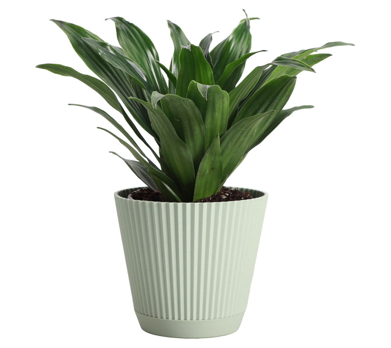 Thorsen's Greenhouse Live 4" Janet Craig Plantin Ruffle Pot — View 3