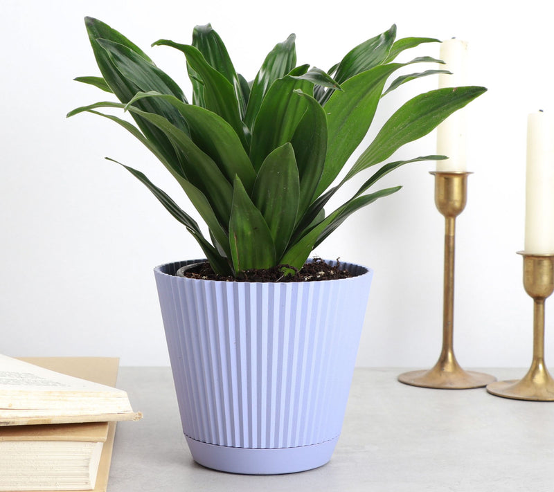 Thorsen's Greenhouse Live 4" Janet Craig Plantin Ruffle Pot — View 5