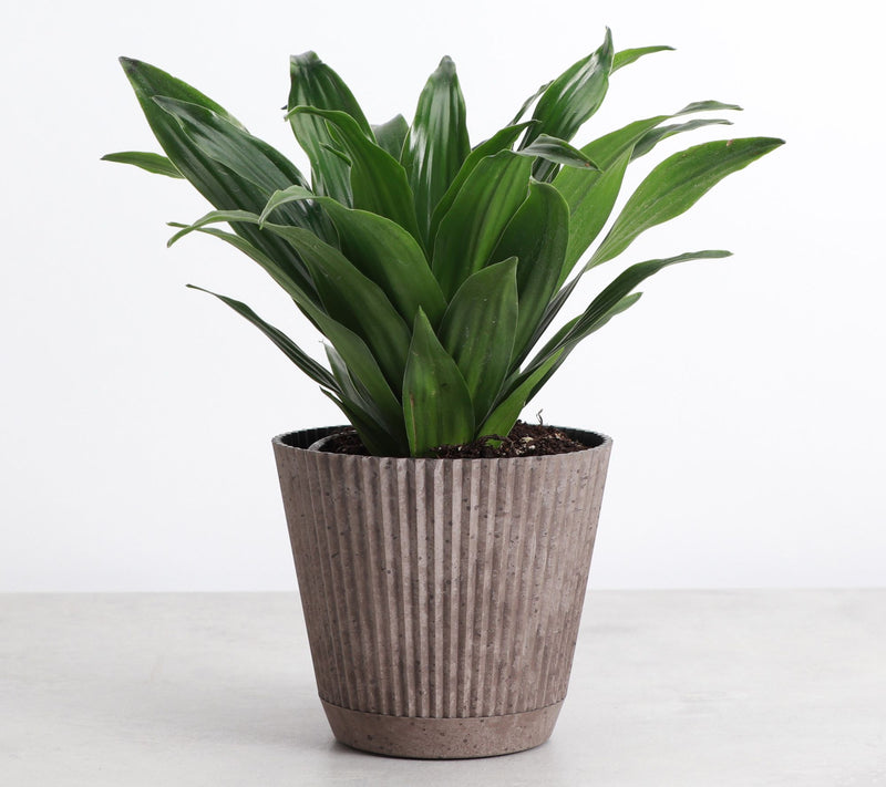 Thorsen's Greenhouse Live 4" Janet Craig Plantin Ruffle Pot — View 7