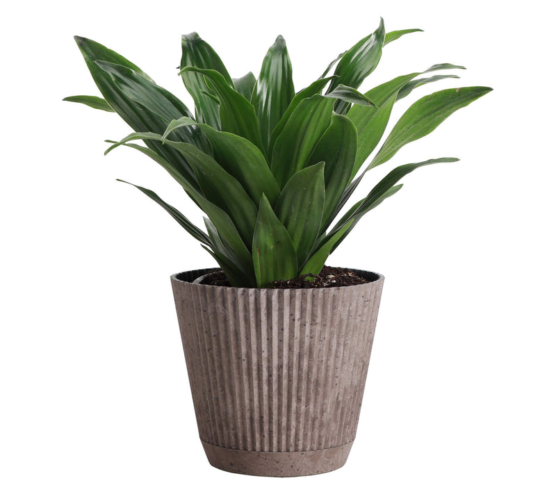 Thorsen's Greenhouse Live 4" Janet Craig Plantin Ruffle Pot — Main view