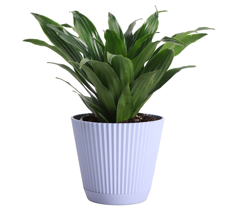 Thorsen's Greenhouse Live 4" Janet Craig Plantin Ruffle Pot — View 2
