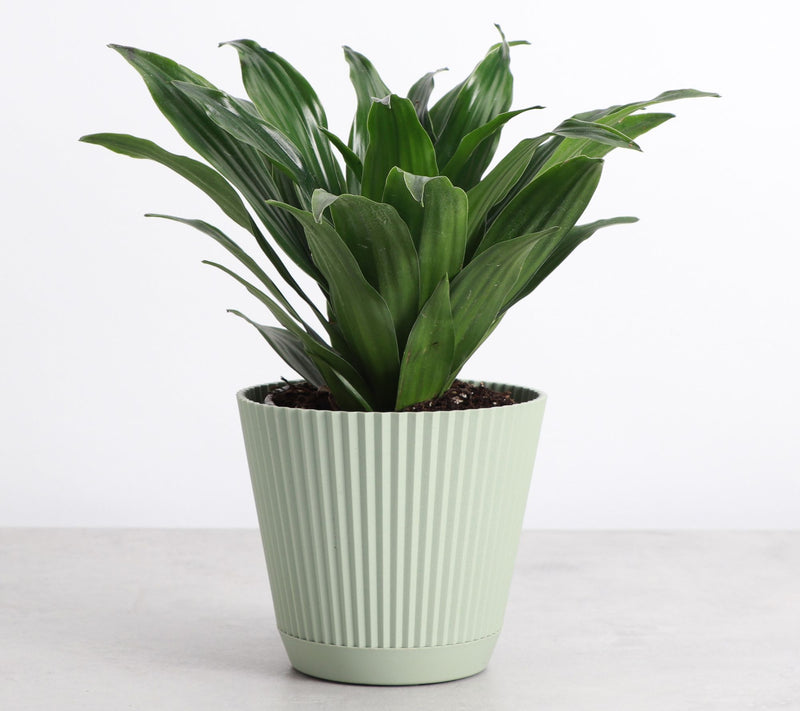Thorsen's Greenhouse Live 4" Janet Craig Plantin Ruffle Pot — View 8