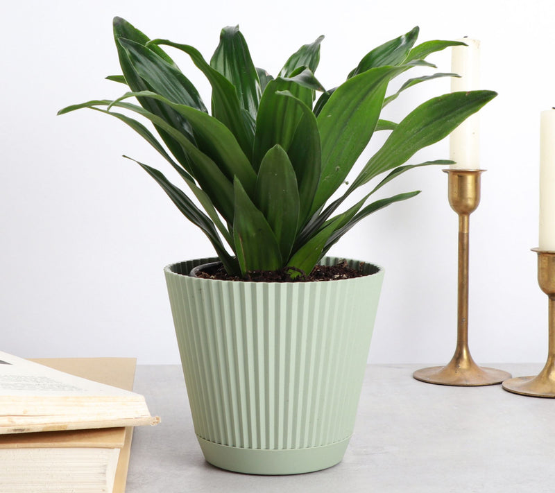 Thorsen's Greenhouse Live 4" Janet Craig Plantin Ruffle Pot — View 6