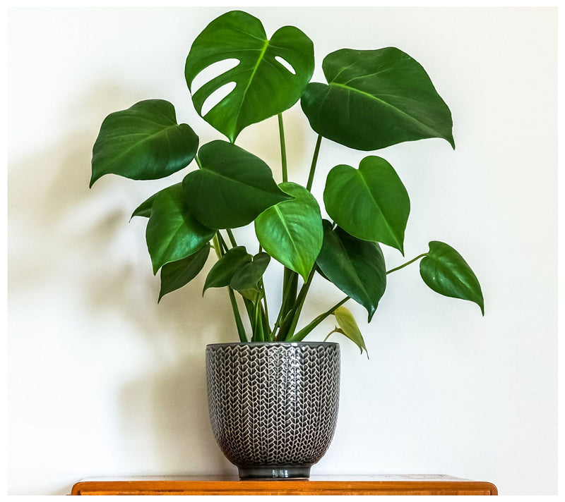 Cottage Farms Monstera Deliciosa — View 3
