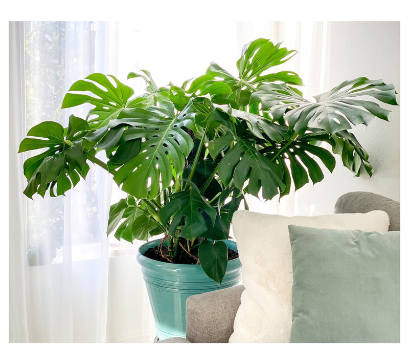 Cottage Farms Monstera Deliciosa — Main view