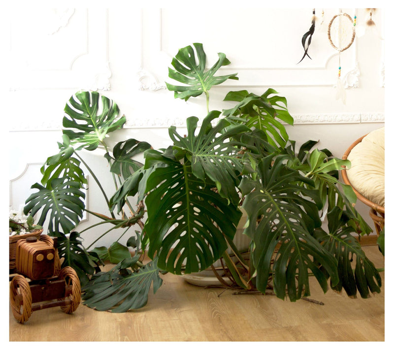 Cottage Farms Monstera Deliciosa — View 4