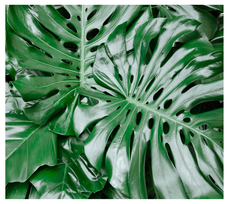 Cottage Farms Monstera Deliciosa — View 2