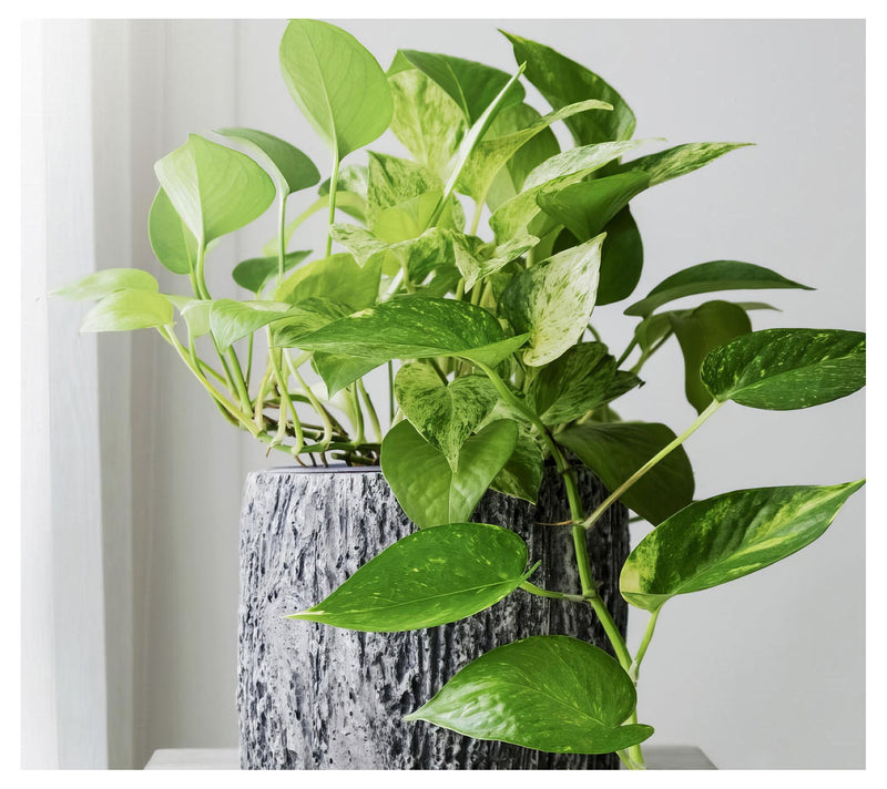 Cottage Farms Variegated Pothos — View 2