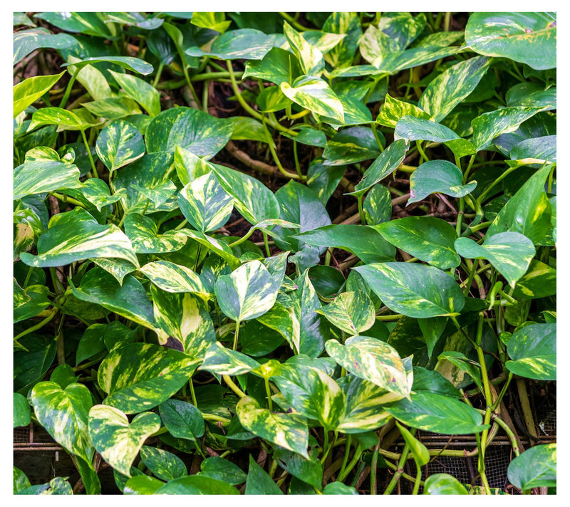 Cottage Farms Variegated Pothos — View 6
