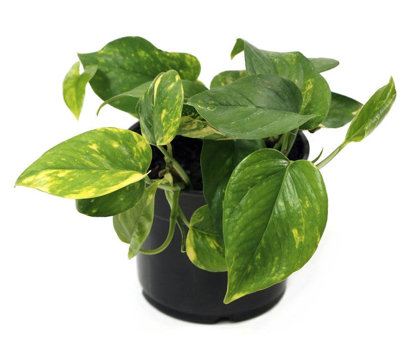 Cottage Farms Variegated Pothos — View 4