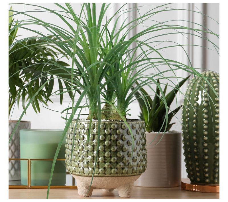Cottage Farms Ponytail Palm — View 2
