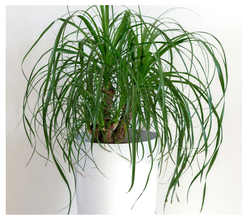 Cottage Farms Ponytail Palm — View 3