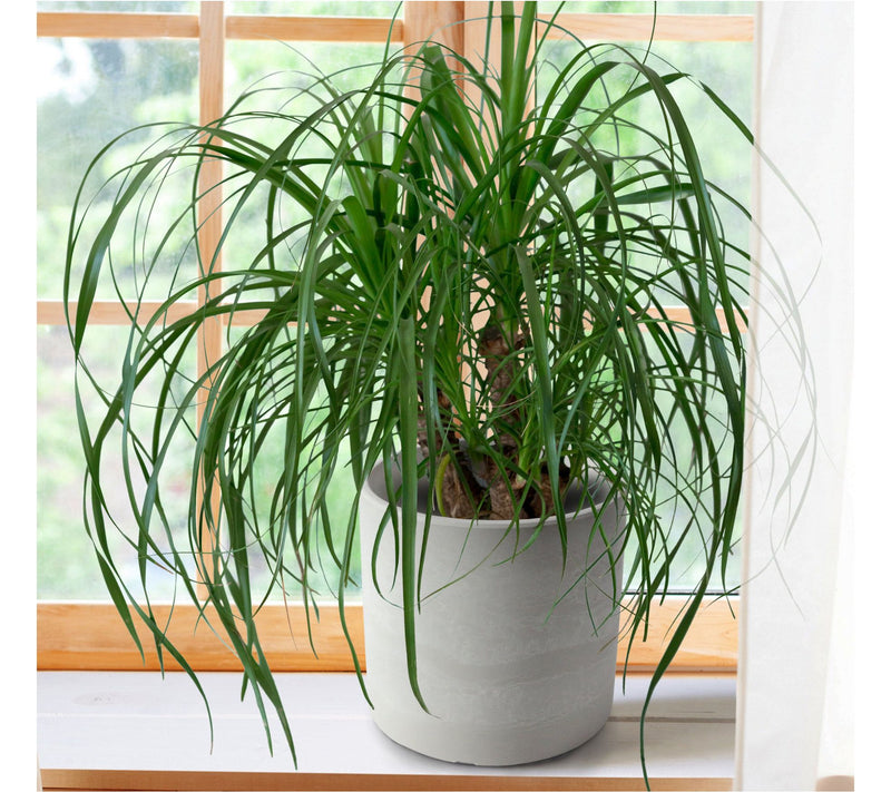 Cottage Farms Ponytail Palm — Main view
