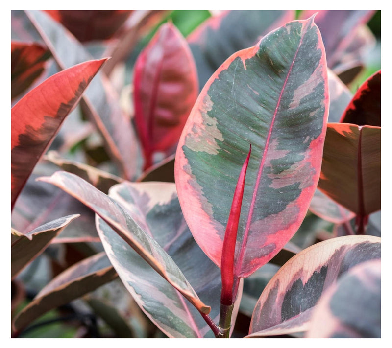 Cottage Farms Ruby Rubber Plant — Main view