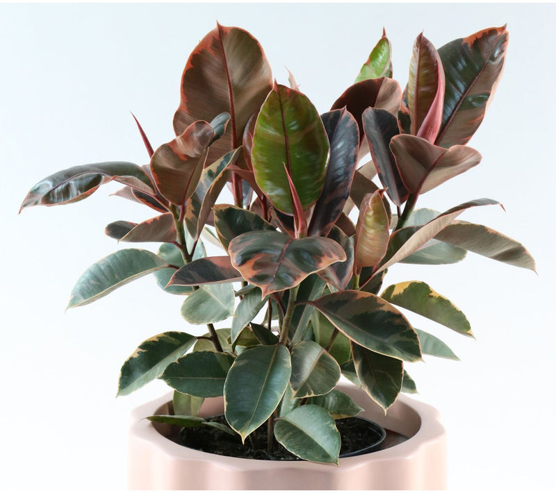 Cottage Farms Ruby Rubber Plant — View 2