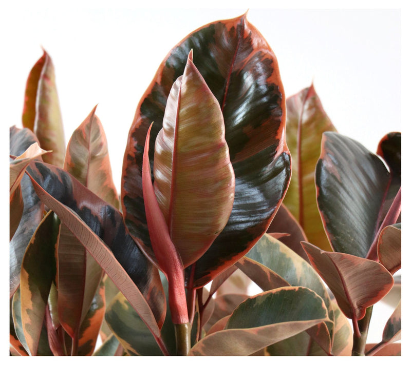 Cottage Farms Ruby Rubber Plant — View 5
