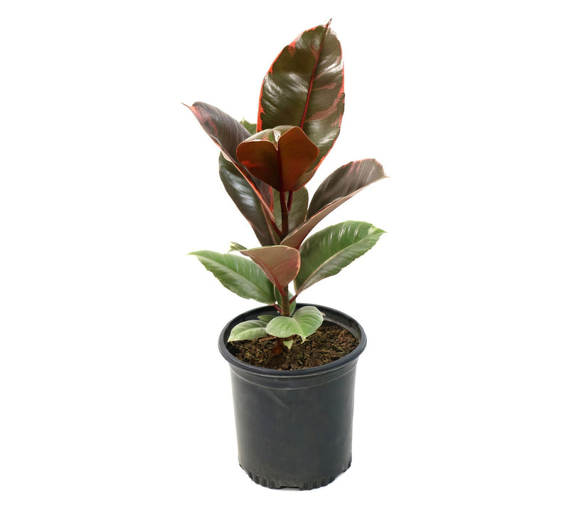 Cottage Farms Ruby Rubber Plant — View 6