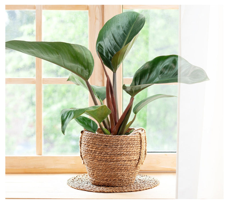Cottage Farms Rojo Congo Philodendron — View 8