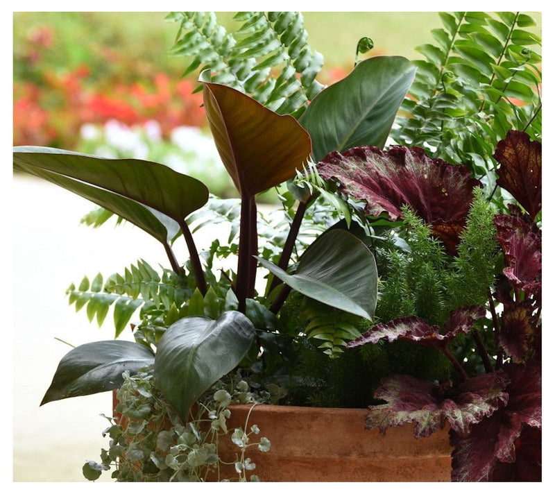 Cottage Farms Rojo Congo Philodendron — View 5