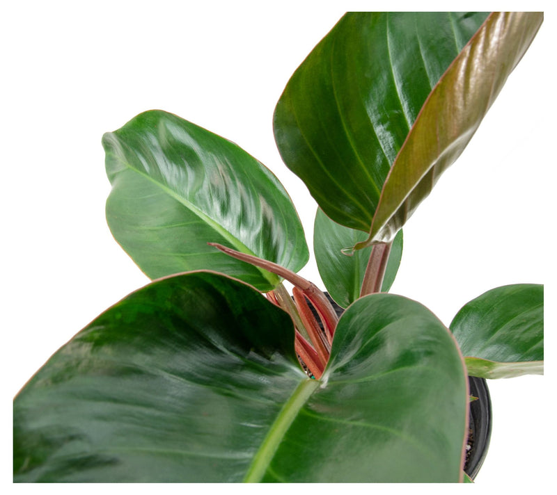 Cottage Farms Rojo Congo Philodendron — View 4