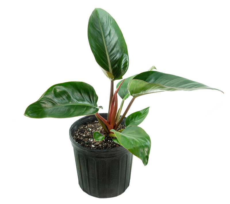 Cottage Farms Rojo Congo Philodendron — View 6