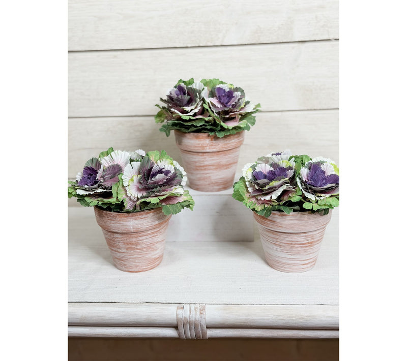 Simply Stunning Set of 3 Potted Cabbages by Janine Graff — View 10