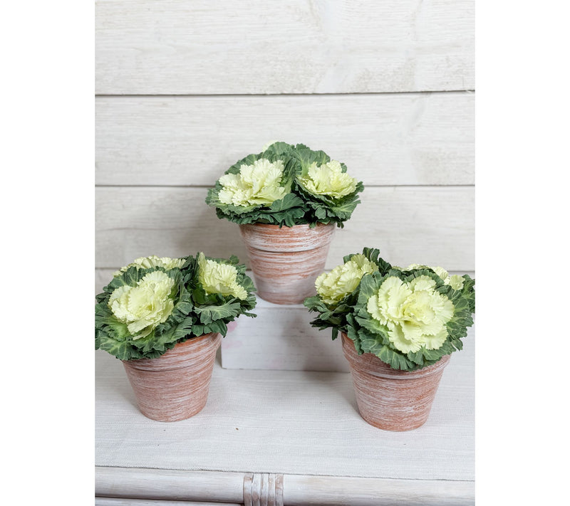 Simply Stunning Set of 3 Potted Cabbages by Janine Graff — View 11