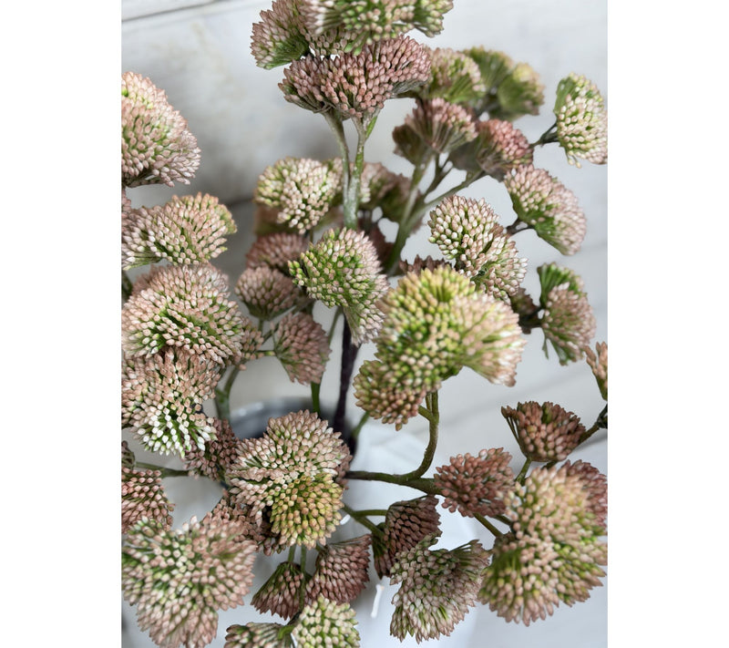 Simply Stunning Set of 5 Pink Sedum by Janine Graff — View 3